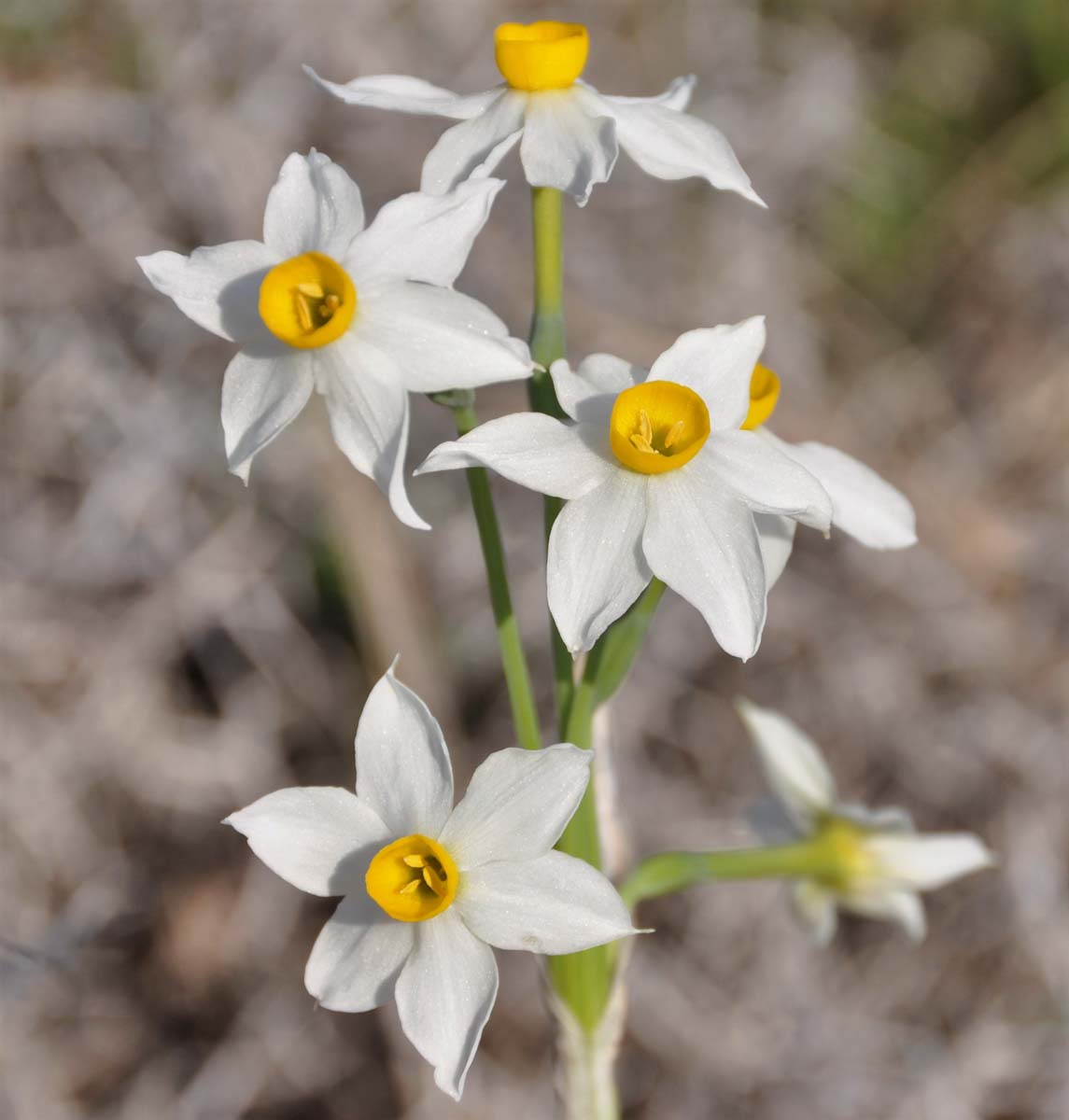 Изображение особи Narcissus tazetta.