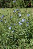 Cichorium intybus