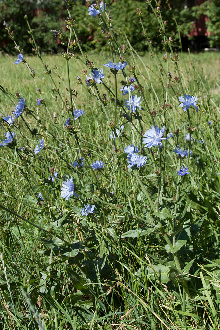 Image of Cichorium intybus specimen.