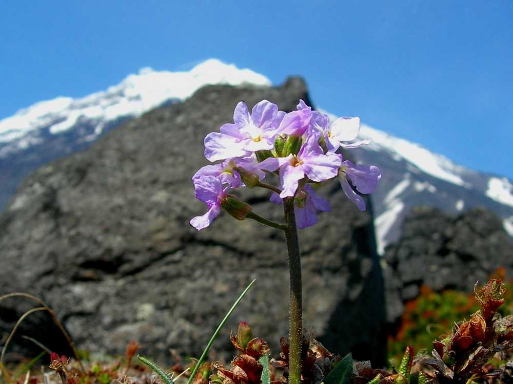 Изображение особи Parrya nudicaulis.