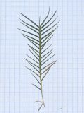 Distichlis spicata