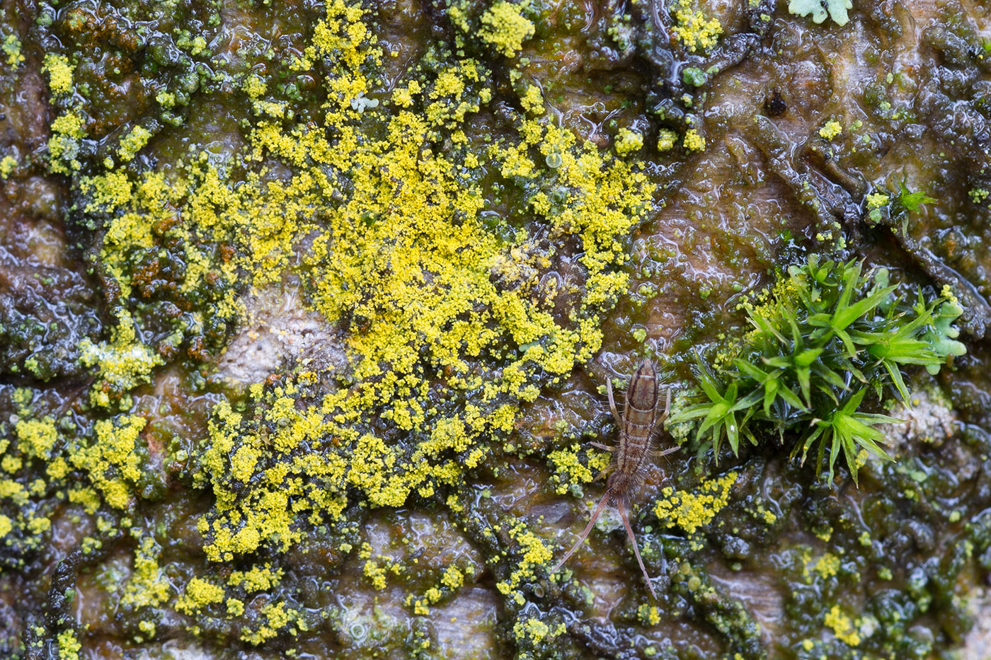 Image of Candelariella efflorescens specimen.