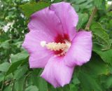 Hibiscus syriacus