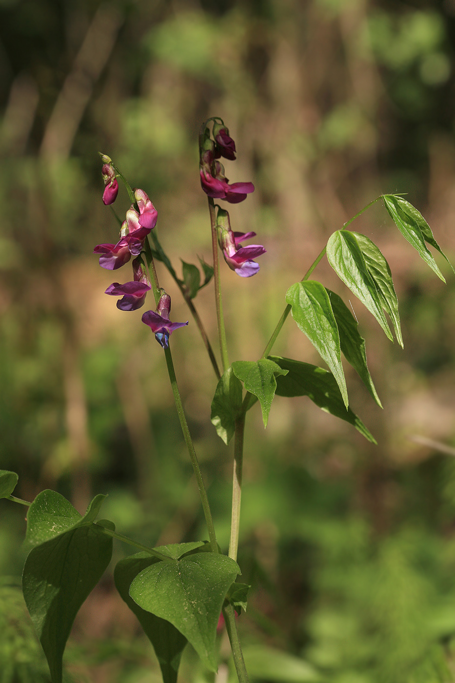 Изображение особи Lathyrus vernus.