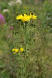 Hieracium umbellatum. Верхушка цветущего растения. Карельский перешеек, окр. Сертолово, на просеке газопровода. 03.08.2019.