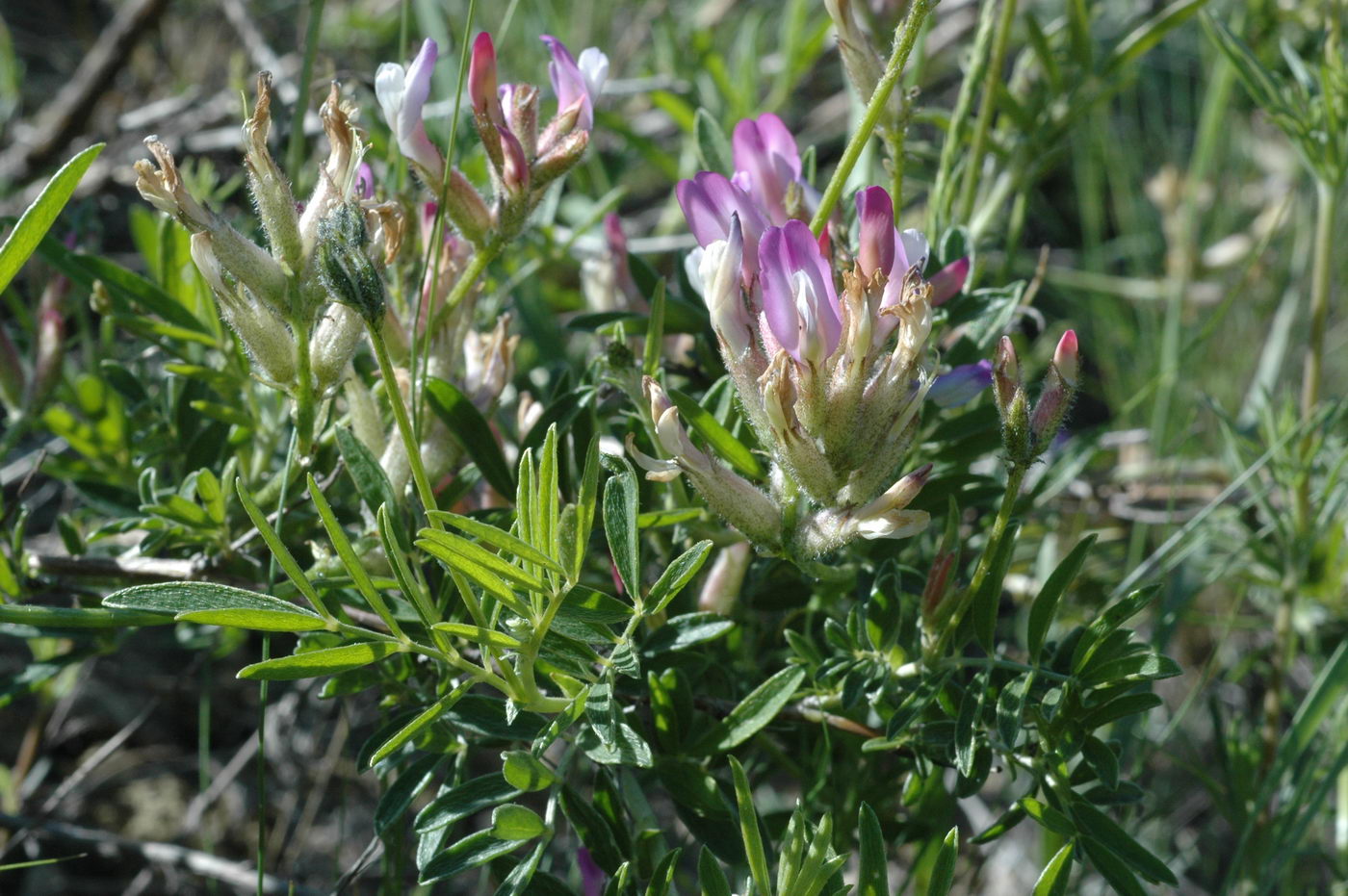 Image of Astragalus aktiubensis specimen.