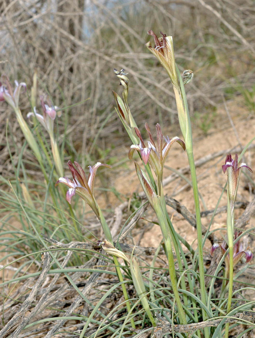 Image of Iris longiscapa specimen.