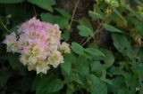 род Bougainvillea