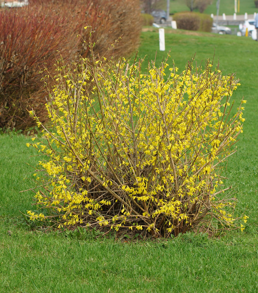 Изображение особи род Forsythia.