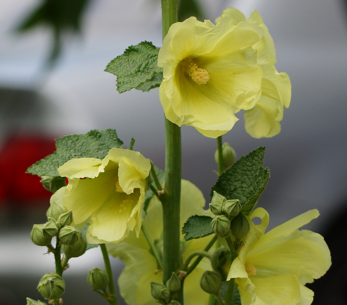 Изображение особи Alcea rugosa.