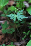 Eranthis stellata. Плодоносящее растение. Приморский край, окр. г. Владивосток, в широколиственном лесу. 12.05.2020.