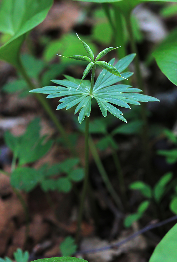 Изображение особи Eranthis stellata.