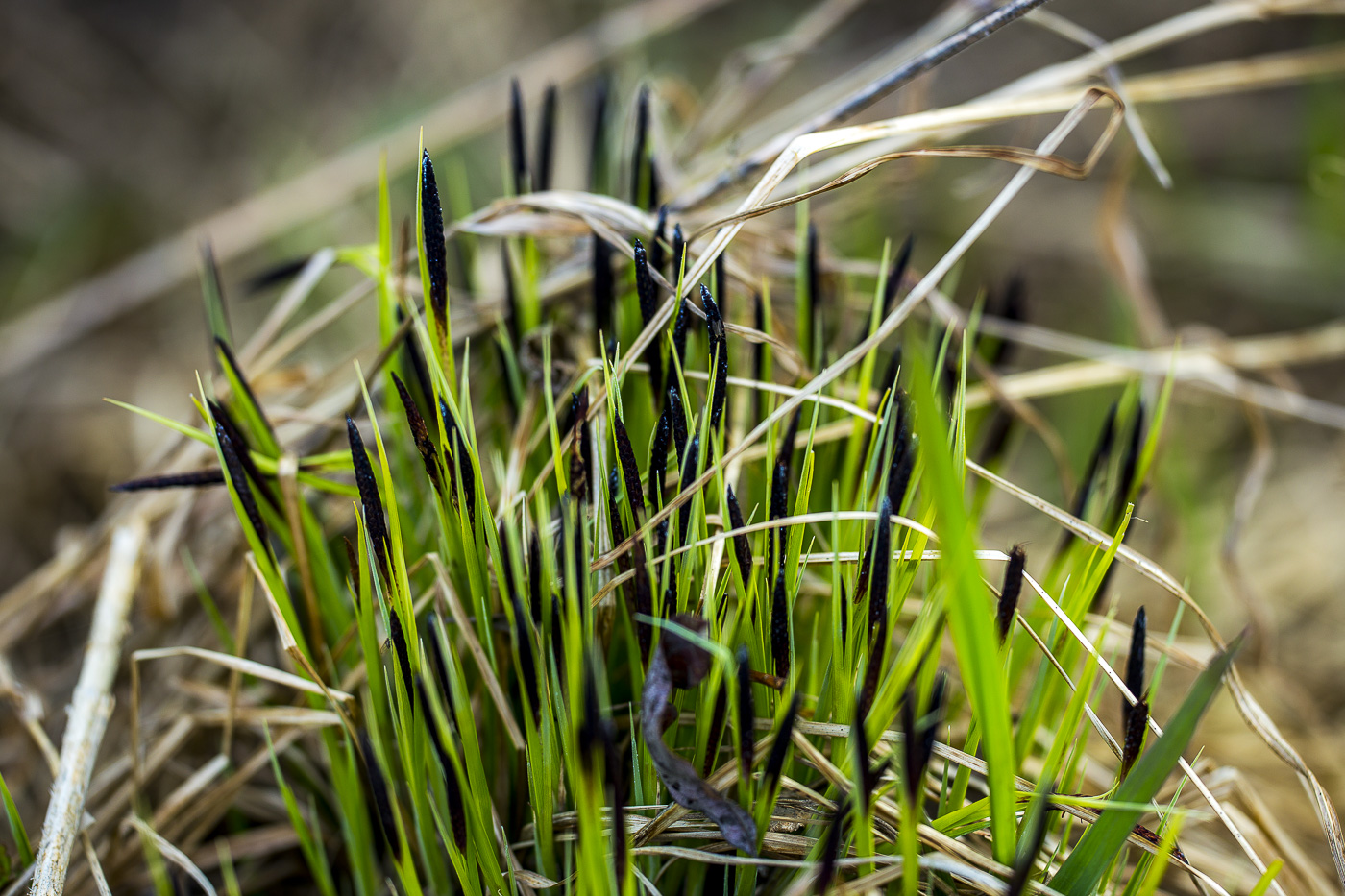 Изображение особи Carex cespitosa.