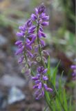 Polygala hybrida