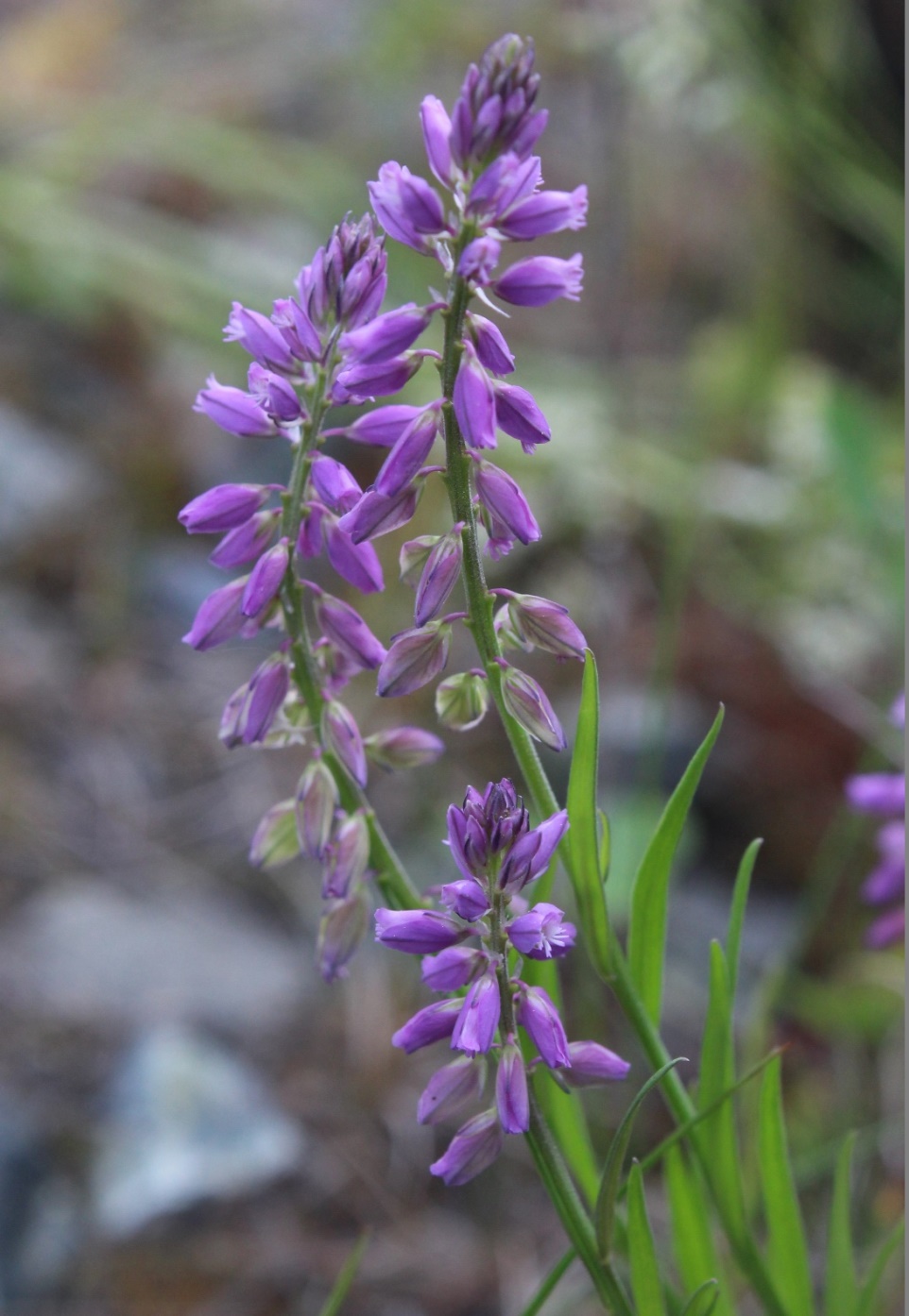 Изображение особи Polygala hybrida.