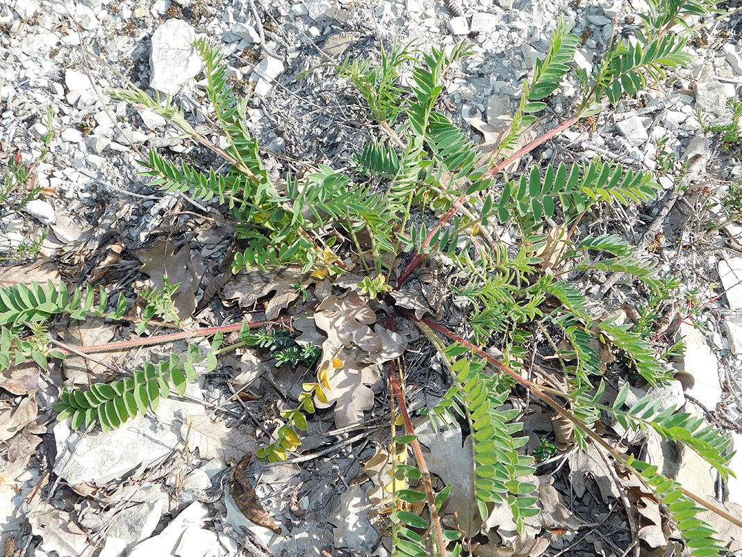 Image of Onobrychis miniata specimen.