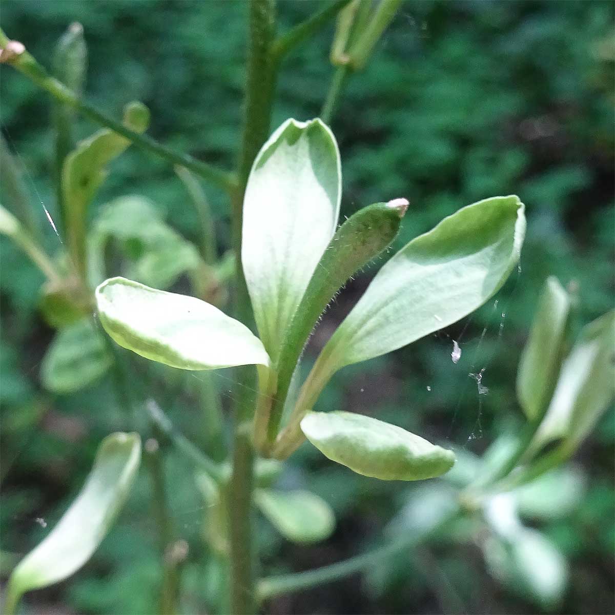 Image of Hesperis matronalis specimen.