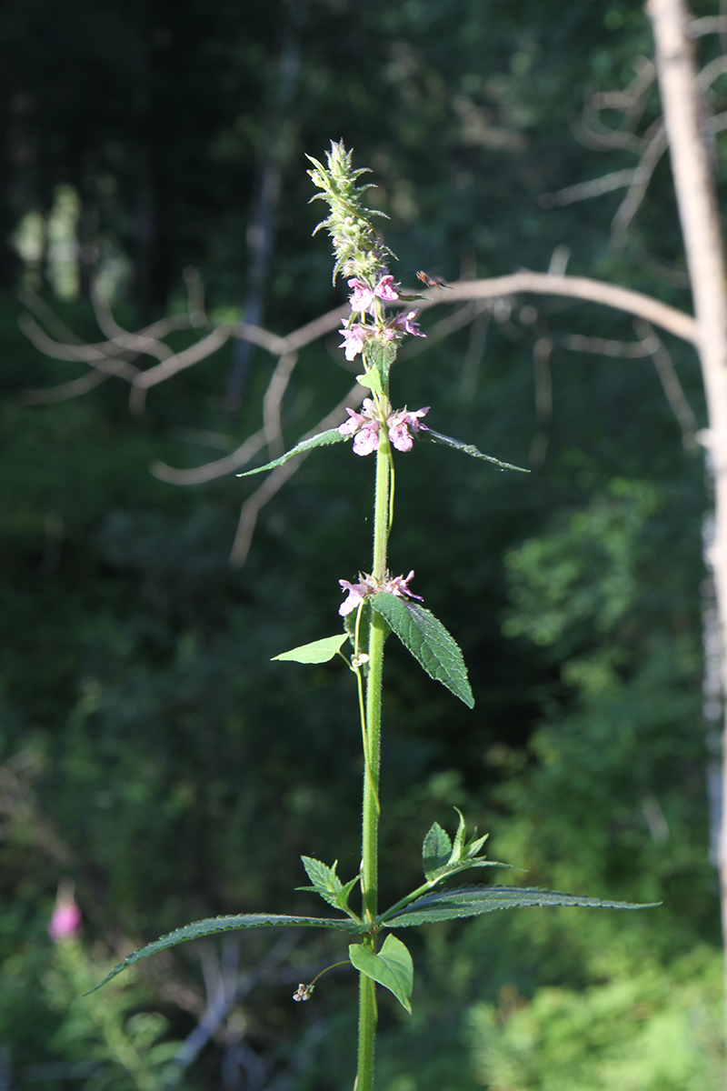 Изображение особи Stachys palustris.