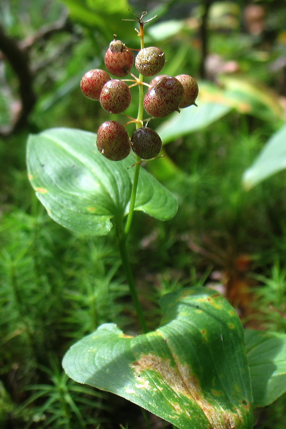 Изображение особи Maianthemum bifolium.