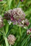 Allium schoenoprasum