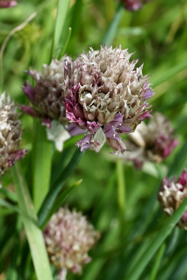 Изображение особи Allium schoenoprasum.