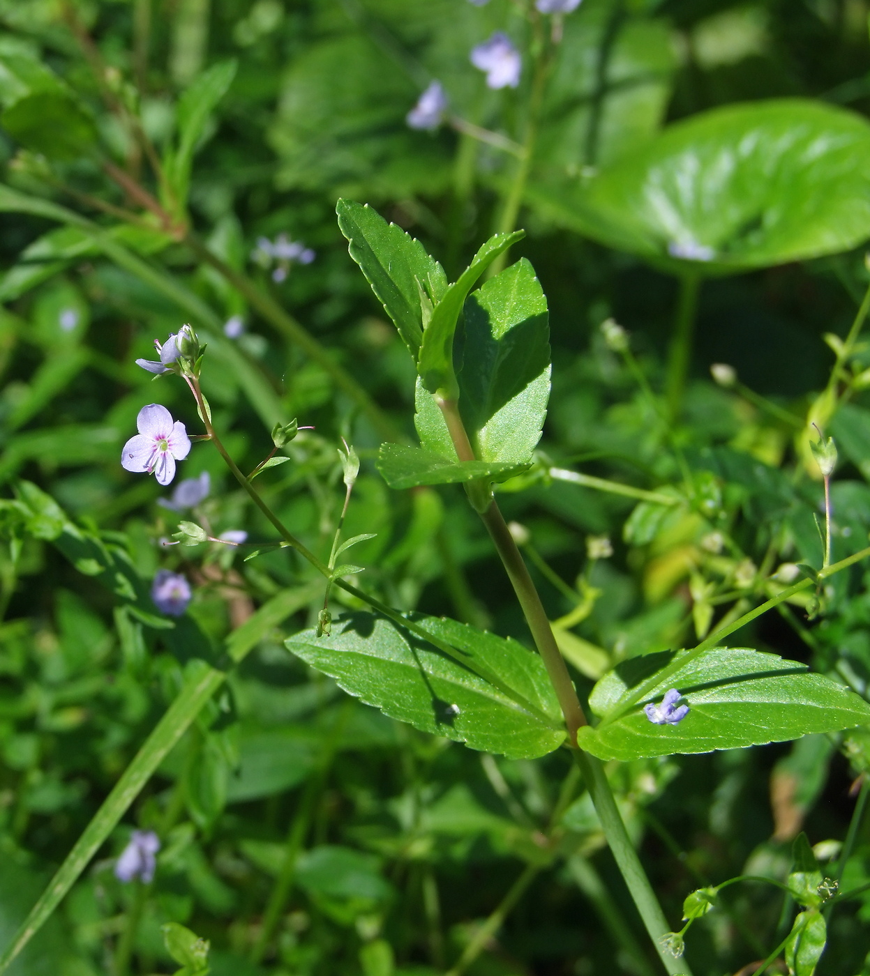 Image of Veronica americana specimen.