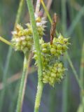 Carex bergrothii. Соплодия. Кировская обл., Кирово-Чепецкий р-н, ур. Большое Каринское Болото. 15.07.2017.