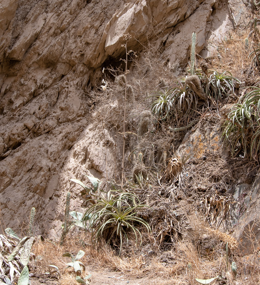 Image of division Magnoliophyta specimen.