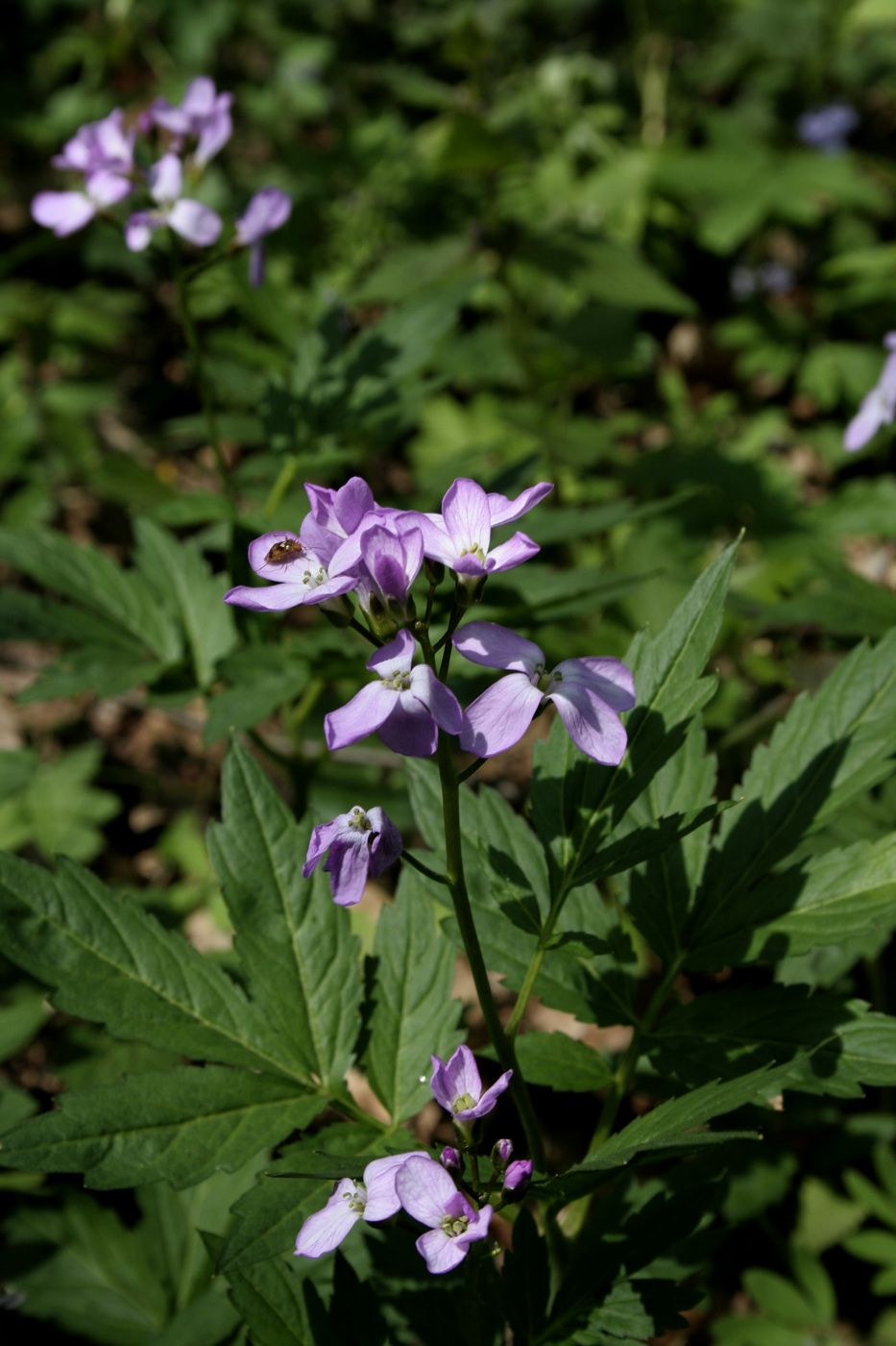 Изображение особи Cardamine quinquefolia.