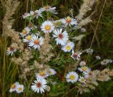 Symphyotrichum × salignum. Соцветия среди соплодий Calamagrostis epigeios. Подмосковье, окр. г. Одинцово, разнотравный луг. Октябрь 2020 г.