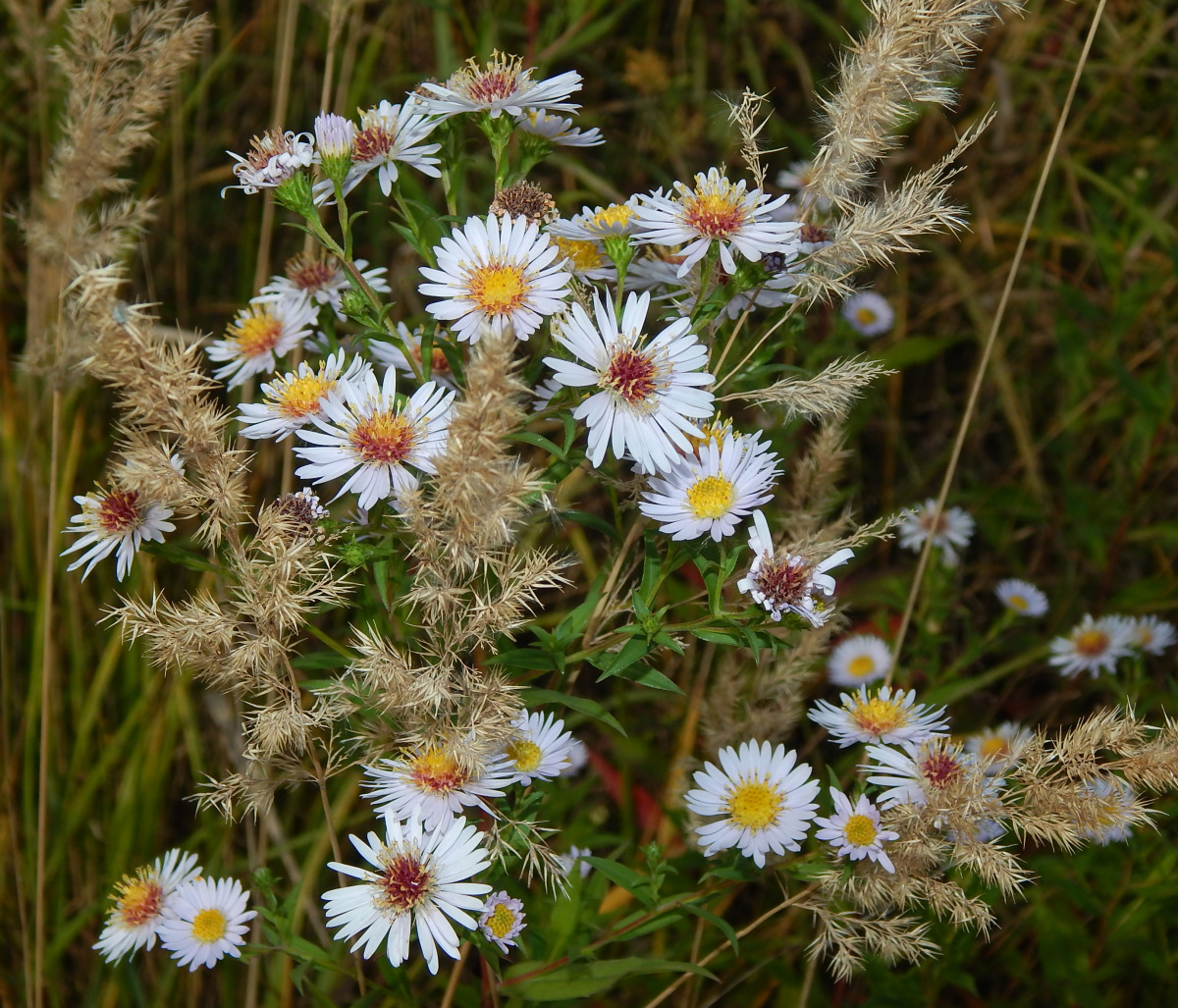 Изображение особи Symphyotrichum &times; salignum.