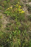 Senecio umbrosus. Верхушка цветущего растения. Украина, Львовская обл., Золочевский р-н, луговой склон северо-западной экспозиции. 11 августа 2010 г.