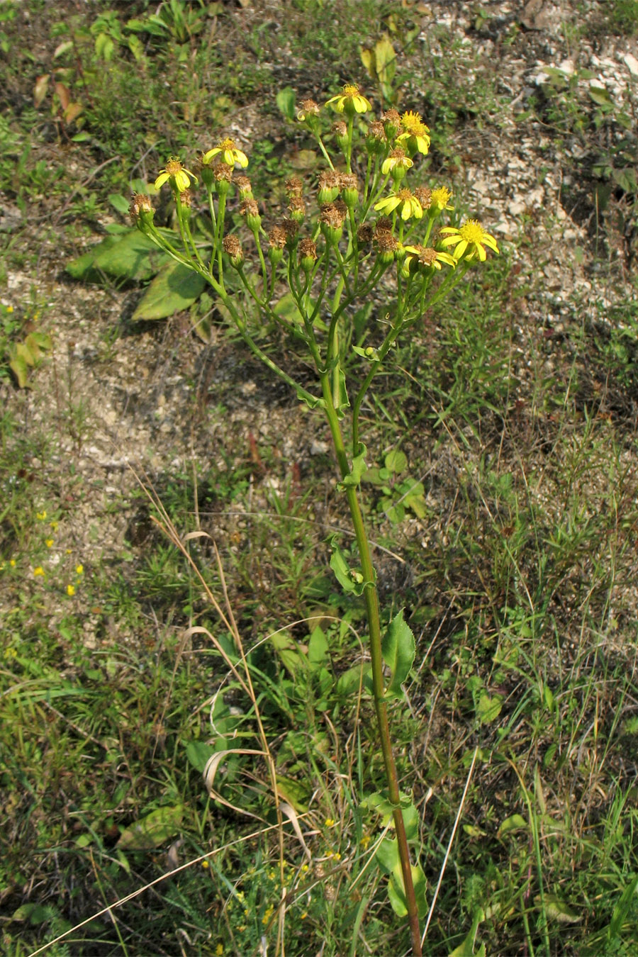 Изображение особи Senecio umbrosus.