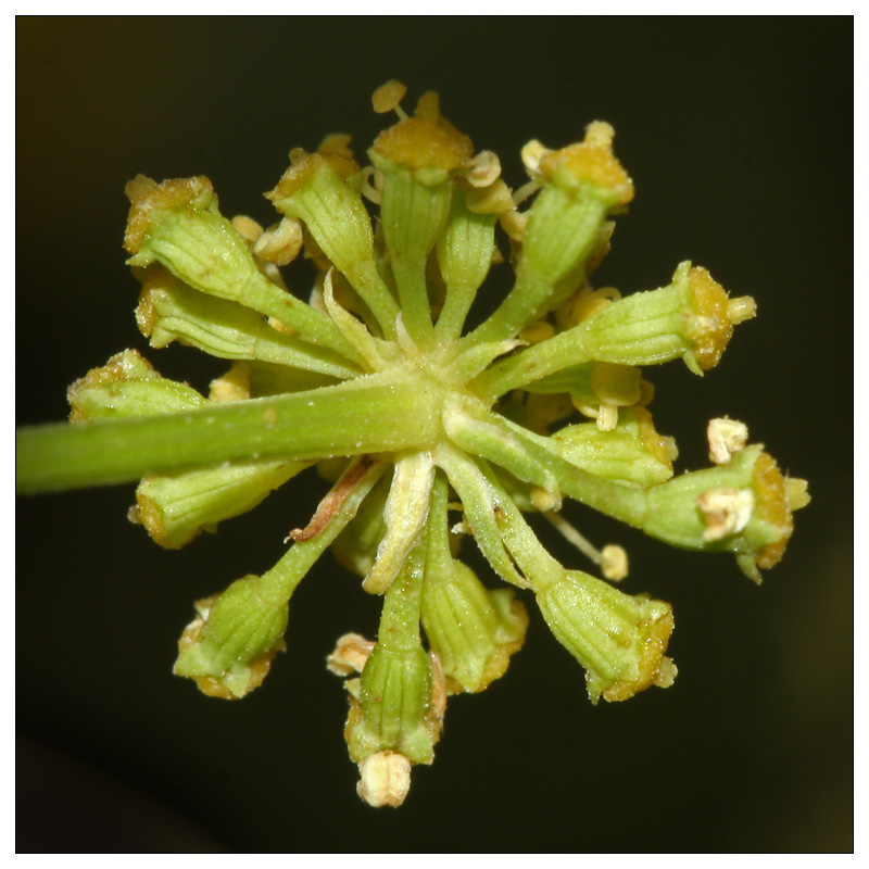 Image of Xanthoselinum alsaticum specimen.