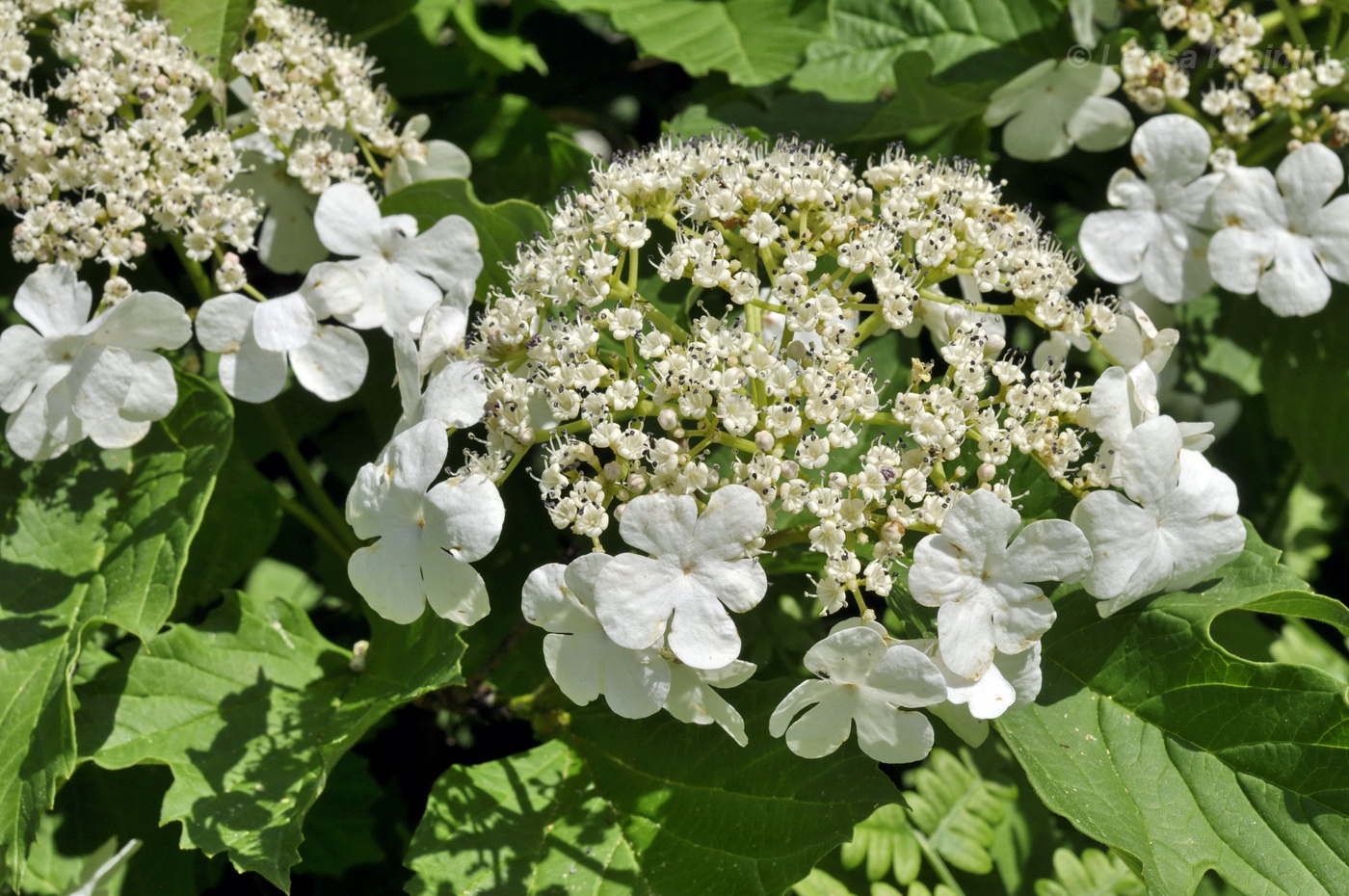 Изображение особи Viburnum sargentii.