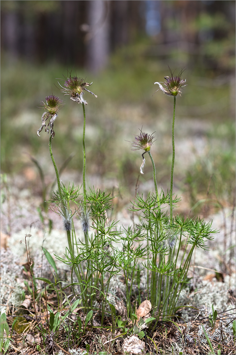 Image of Pulsatilla patens specimen.