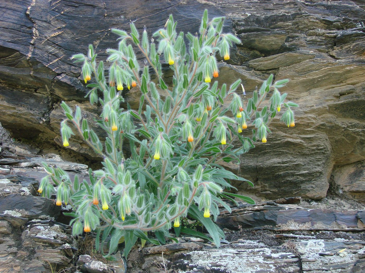 Image of Onosma dichroantha specimen.