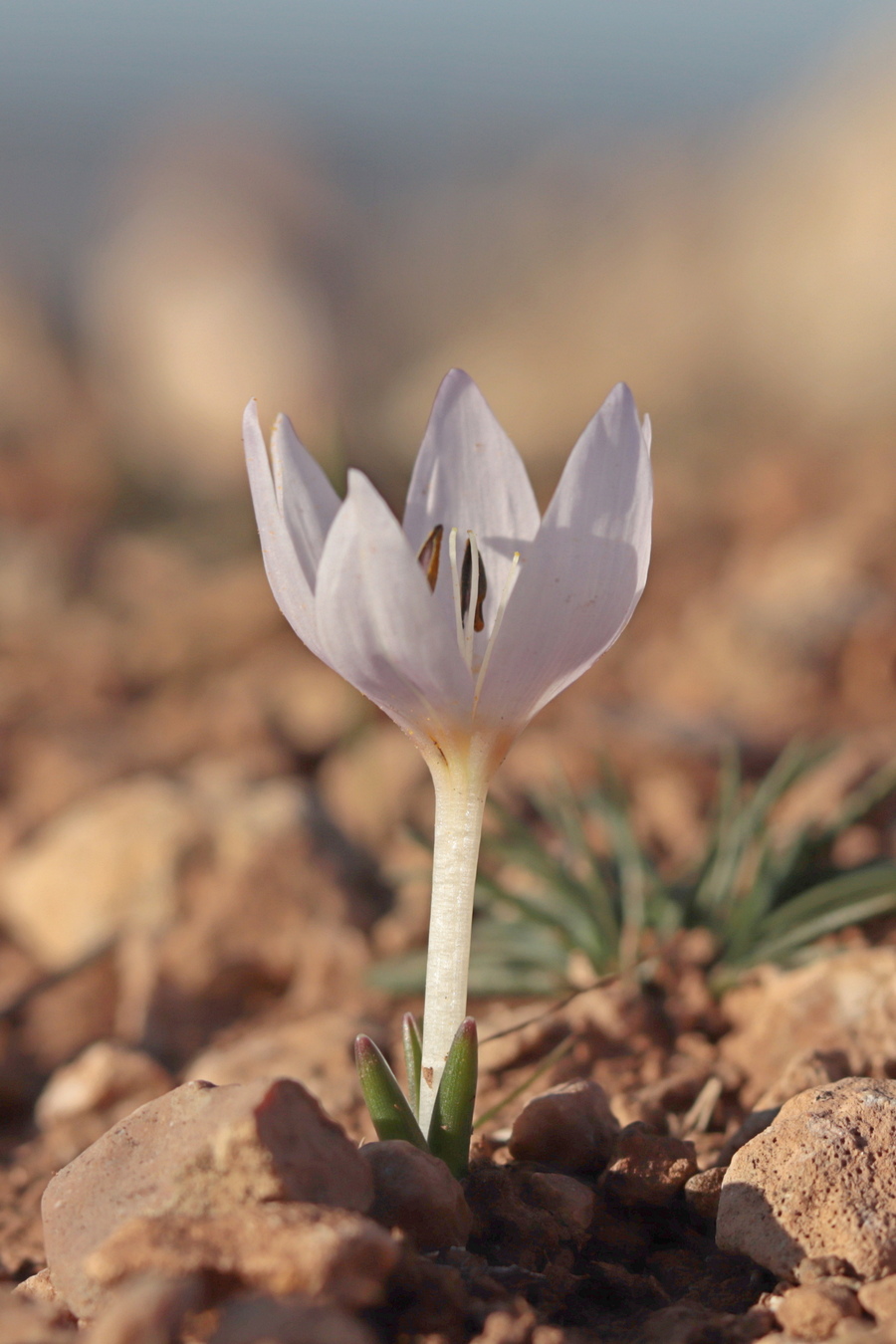 Image of Colchicum triphyllum specimen.