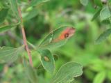 Spiraea crenata. Лист с тлями и поражением. Кабардино-Балкария, Эльбрусский р-н, окр. с. Нейтрино, ок. 1850 м н.у.м., субальпийский луг. 09.07.2020.