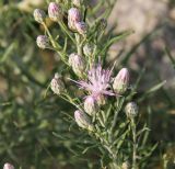 Jurinea stoechadifolia. Верхушка побега с соцветиями разной степени развития. Краснодарский край, м/о Анапа, окр. пос. Супсех, заросли травянистой растительности у обрывистого приморского склона. 14.06.2019.