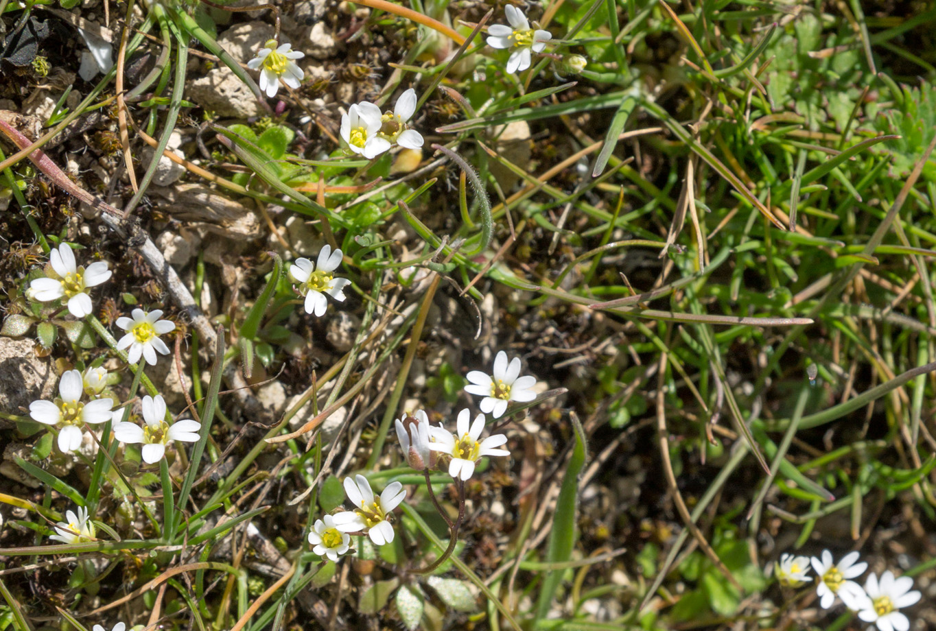 Image of genus Erophila specimen.