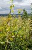 Bupleurum subspecies aureum