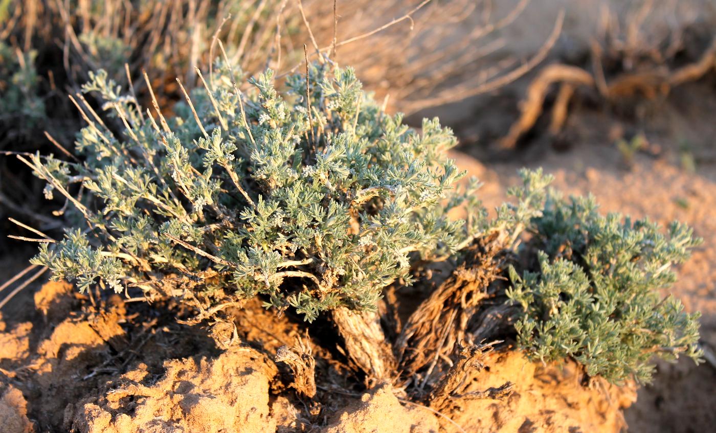 Изображение особи Artemisia terrae-albae.