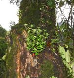 genus Peperomia