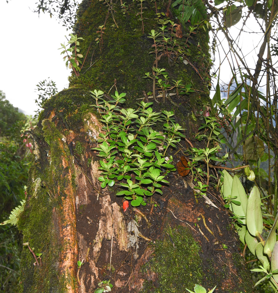 Image of genus Peperomia specimen.