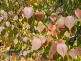 Armeniaca mandshurica. Ветвь с листьями в осенней окраске. Хабаровск, территория 1-й краевой больницы. 03.10.2008.