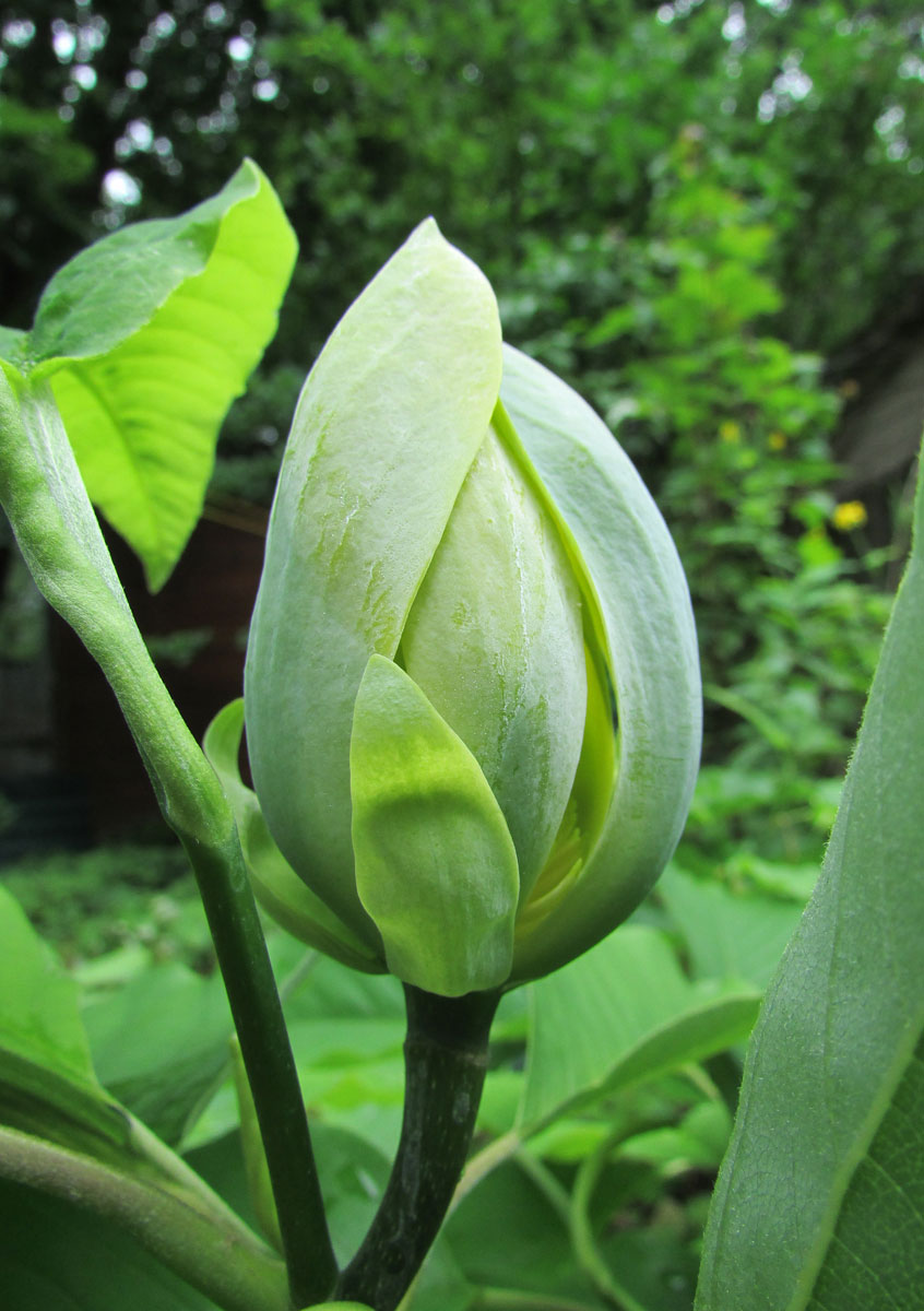 Изображение особи Magnolia acuminata.