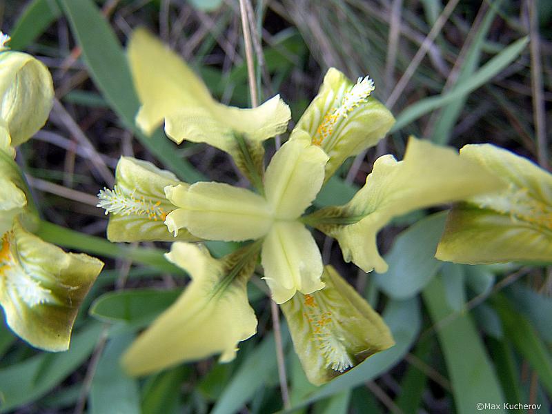 Image of Iris pumila specimen.