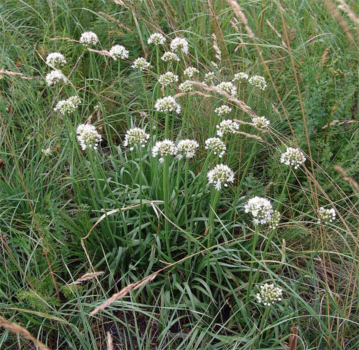 Image of Allium denudatum specimen.