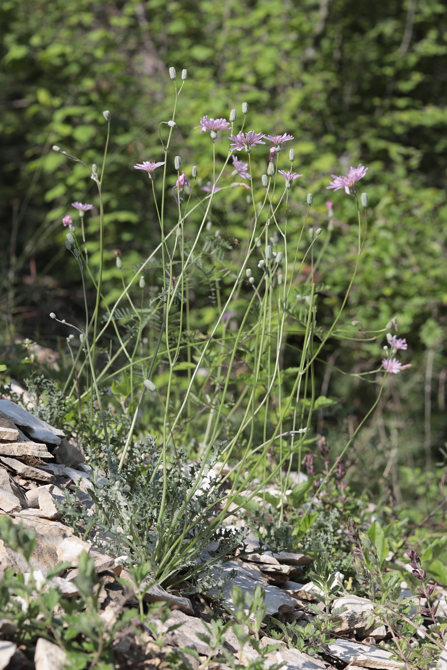 Image of Lagoseris purpurea specimen.